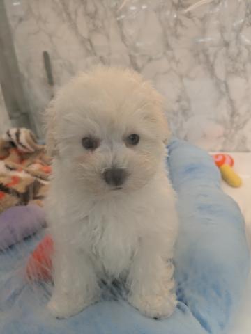 MIXトイプードル×マルチーズ