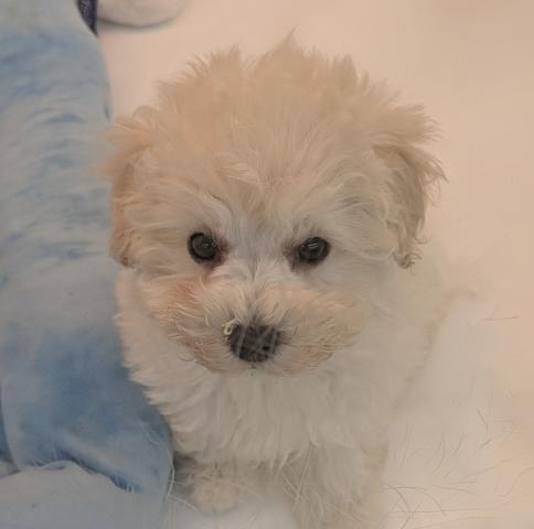 MIXトイプードル×マルチーズ