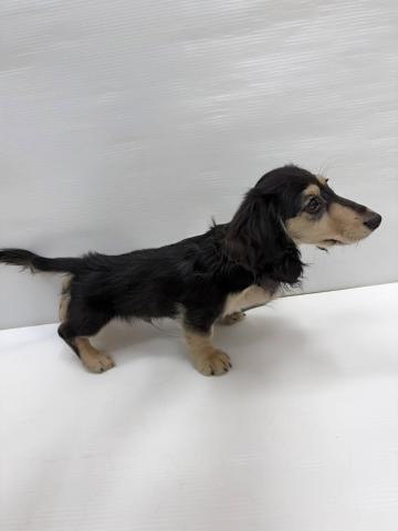 和歌山県のミニチュアダックスフンド(ロング) (ペットアミ 和歌山インター店/2025年11月4日生まれ/男の子/ブラックイエロー)の子犬の2枚目の画像