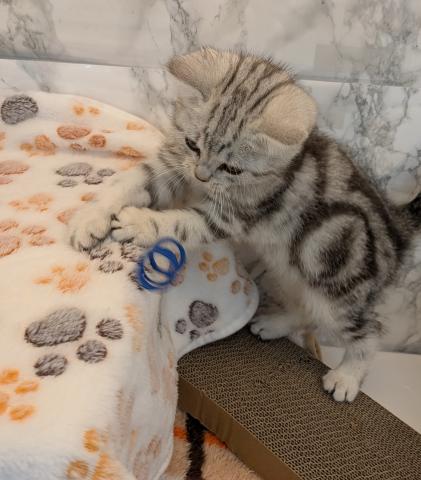 埼玉県のアメリカンショートヘアー (NICO PET 三郷店/2026年1月1日生まれ/男の子/シルバータビー)の子猫の4枚目の画像