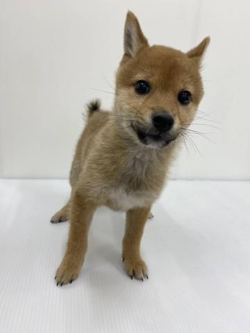 和歌山県の豆柴 (ペットアミ 那賀店/2025年11月7日生まれ/男の子/赤)の子犬の1枚目の画像