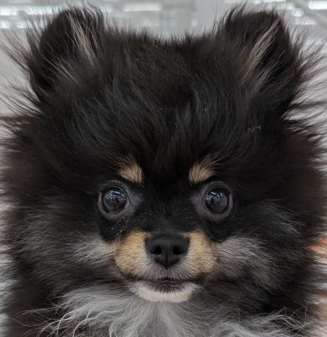 埼玉県のポメラニアン (NICO PET 三郷店/2025年11月23日生まれ/男の子/ブラックタン)の子犬の1枚目の画像