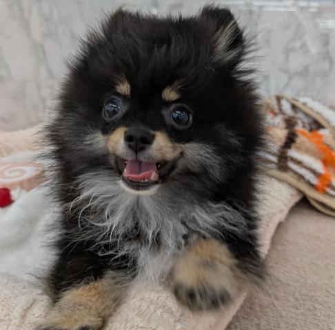 埼玉県のポメラニアン (NICO PET 三郷店/2025年11月23日生まれ/男の子/ブラックタン)の子犬の2枚目の画像