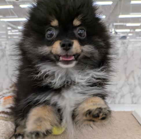 埼玉県のポメラニアン (NICO PET 三郷店/2025年11月23日生まれ/男の子/ブラックタン)の子犬の3枚目の画像