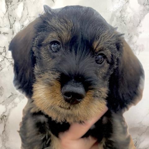 埼玉県のミニチュアダックスフンド(ワイヤー) (NICO PET 三郷店/2025年12月25日生まれ/男の子/ワイルドボアー)の子犬の1枚目の画像