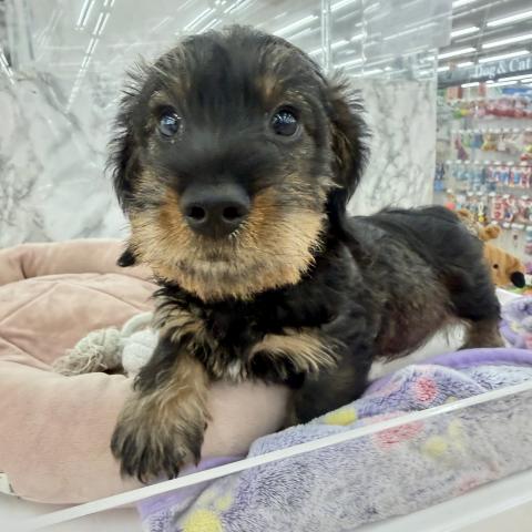 埼玉県のミニチュアダックスフンド(ワイヤー) (NICO PET 三郷店/2025年12月25日生まれ/男の子/ワイルドボアー)の子犬の4枚目の画像