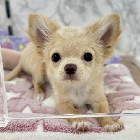 埼玉県のチワワ(ロング) (NICO PET 三郷店/2025年12月14日生まれ/男の子/クリームホワイト)の子犬の2枚目の画像