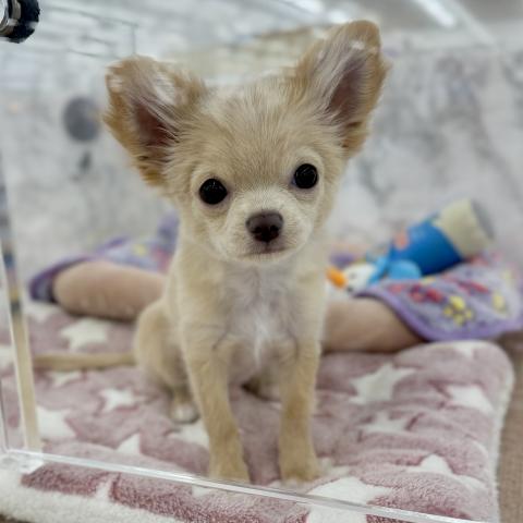 埼玉県のチワワ(ロング) (NICO PET 三郷店/2025年12月14日生まれ/男の子/クリームホワイト)の子犬の3枚目の画像