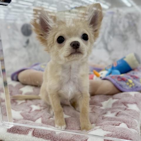 埼玉県のチワワ(ロング) (NICO PET 三郷店/2025年12月14日生まれ/男の子/クリームホワイト)の子犬の4枚目の画像