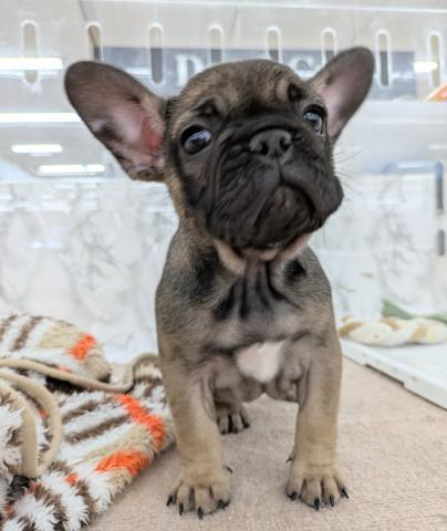 埼玉県のフレンチブルドッグ (NICO PET 三郷店/2026年1月16日生まれ/女の子/フォーン)の子犬の2枚目の画像
