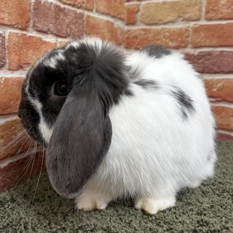 ホーランドロップ