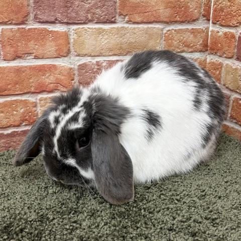 ホーランドロップ