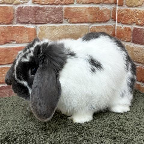 ホーランドロップ