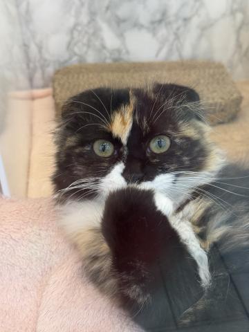 埼玉県のスコティッシュフォールド (NICO PET 三郷店/2025年11月2日生まれ/女の子/キャリコ)の子猫の4枚目の画像