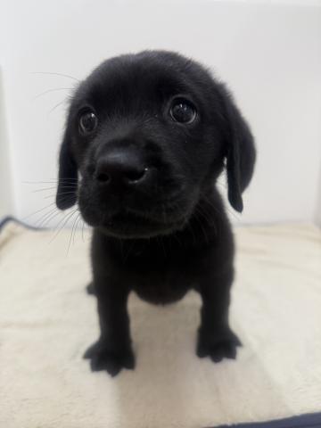 三重県のラブラドールレトリーバー (ペットアミ 松阪店/2026年1月2日生まれ/男の子/ブラック)の子犬の2枚目の画像