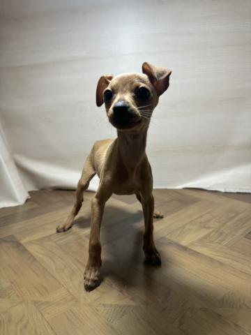 和歌山県のミニチュアピンシャー (ペットアミ 和歌山インター店/2026年1月10日生まれ/女の子/レッド)の子犬の3枚目の画像