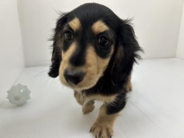 千葉県のミニチュアダックスフンド(ロング) (ペットアミ 館山店/2025年10月3日生まれ/男の子/ブラックイエロー)の子犬の1枚目の画像