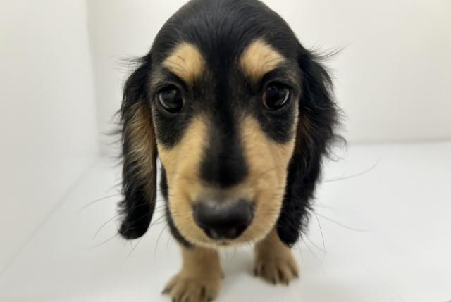 千葉県のミニチュアダックスフンド(ロング) (ペットアミ 館山店/2025年10月3日生まれ/男の子/ブラックイエロー)の子犬の2枚目の画像