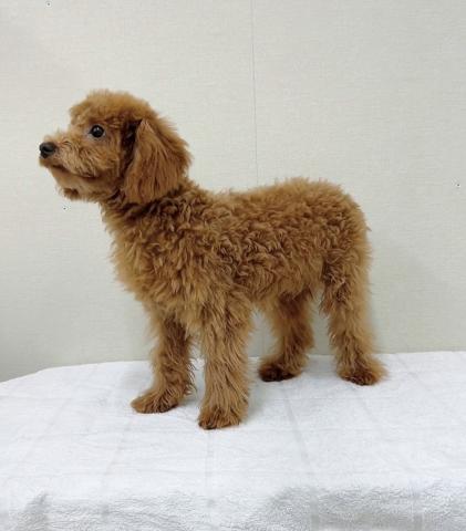 富山県のトイプードル(トイ) (ペットアミ宮野店/2025年10月24日生まれ/男の子/レッド)の子犬の2枚目の画像