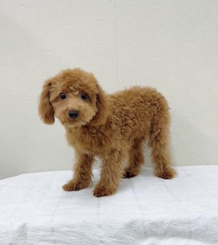 富山県のトイプードル(トイ) (ペットアミ宮野店/2025年10月24日生まれ/男の子/レッド)の子犬の3枚目の画像