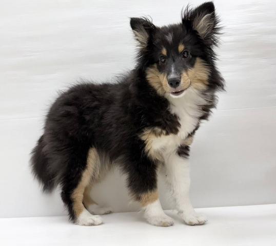 シェットランドシープドッグ