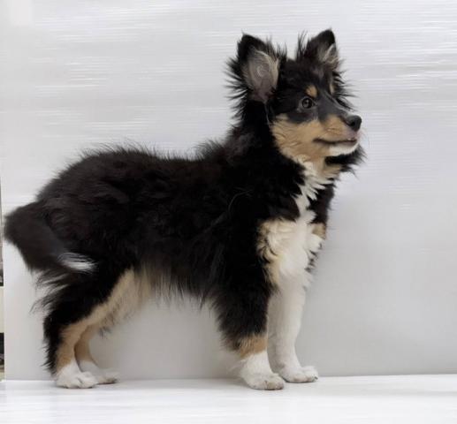 シェットランドシープドッグ