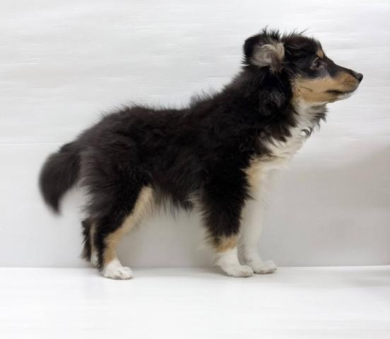 シェットランドシープドッグ