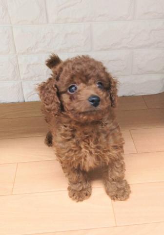 新潟県のトイプードル(トイ) (ペットアミ 小千谷店/2026年1月11日生まれ/男の子/レッド)の子犬の2枚目の画像