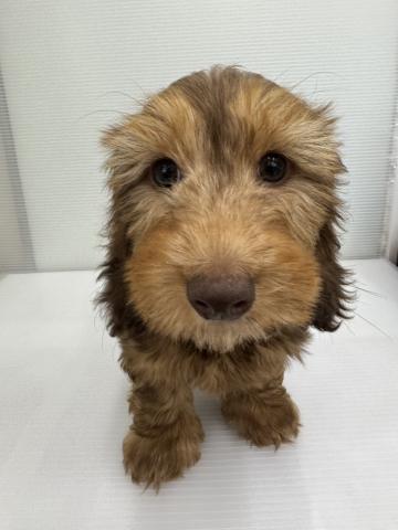 和歌山県のミニチュアダックスフンド(ワイヤー) (ペットアミ 紀ノ川店/2026年1月18日生まれ/男の子/チョコレートタン＆タン)の子犬の1枚目の画像