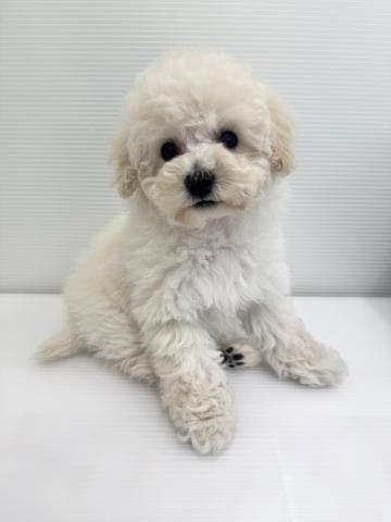 和歌山県のマルプー(マルチーズ×プードル) (ペットアミ 紀ノ川店/2026年1月28日生まれ/女の子/ホワイト)の子犬の1枚目の画像
