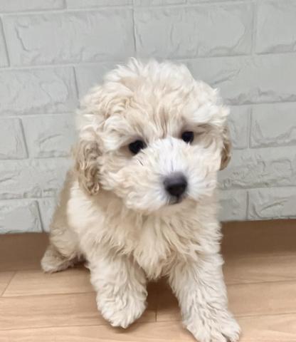 新潟県のハーフ犬・ミックス犬 (ペットアミ 小千谷店/2025年11月10日生まれ/男の子/クリーム)の子犬の4枚目の画像