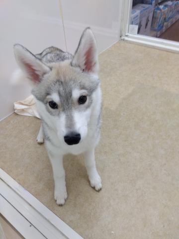 シベリアンハスキー