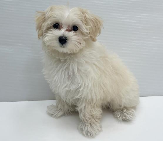 和歌山県のハーフ犬・ミックス犬 (ペットアミ 岩出店/2025年12月28日生まれ/女の子/クリーム)の子犬の1枚目の画像