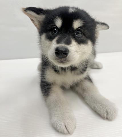 和歌山県のハーフ犬・ミックス犬 (ペットアミ 岩出店/2026年1月30日生まれ/女の子/ブラックホワイト)の子犬の1枚目の画像