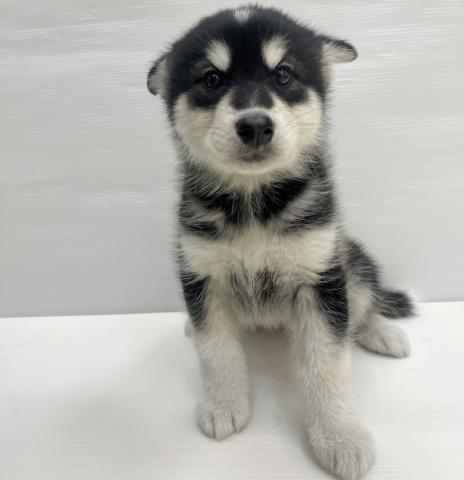 和歌山県のハーフ犬・ミックス犬 (ペットアミ 岩出店/2026年1月30日生まれ/女の子/ブラックホワイト)の子犬の2枚目の画像