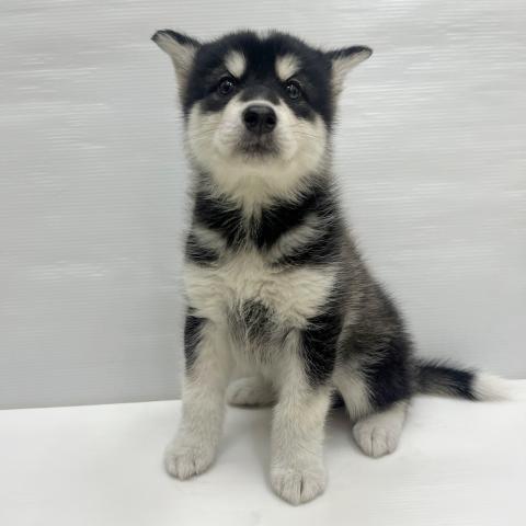 和歌山県のハーフ犬・ミックス犬 (ペットアミ 岩出店/2026年1月30日生まれ/女の子/ブラックホワイト)の子犬の3枚目の画像