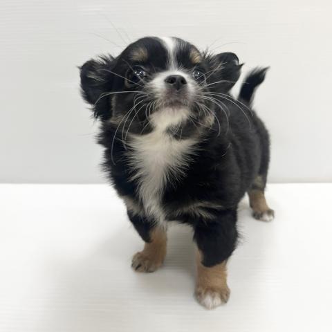 和歌山県のチワワ(ロング) (ペットアミ 岩出店/2026年1月24日生まれ/女の子/ブラックタンホワイト)の子犬の1枚目の画像