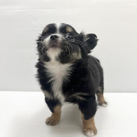 和歌山県のチワワ(ロング) (ペットアミ 岩出店/2026年1月24日生まれ/女の子/ブラックタンホワイト)の子犬の2枚目の画像