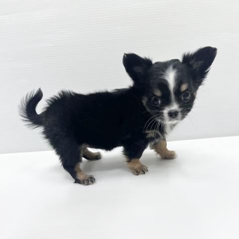 和歌山県のチワワ(ロング) (ペットアミ 岩出店/2026年1月24日生まれ/女の子/ブラックタンホワイト)の子犬の3枚目の画像