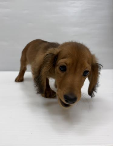 和歌山県のミニチュアダックスフンド(ロング) (ペットアミ 岩出店/2025年11月7日生まれ/男の子/レッド)の子犬の1枚目の画像