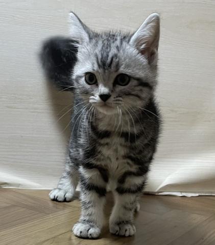 アメリカンショートヘアー