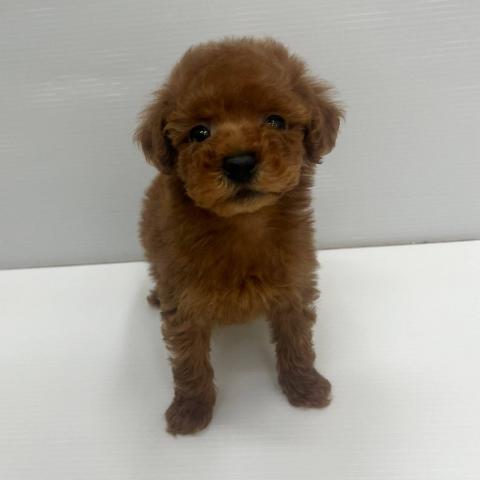 和歌山県のトイプードル(トイ) (ペットアミ 和歌山インター店/2025年10月31日生まれ/男の子/レッド)の子犬の1枚目の画像