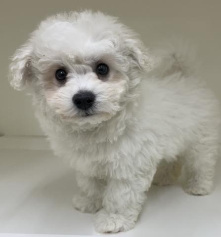 ビションフリーゼ