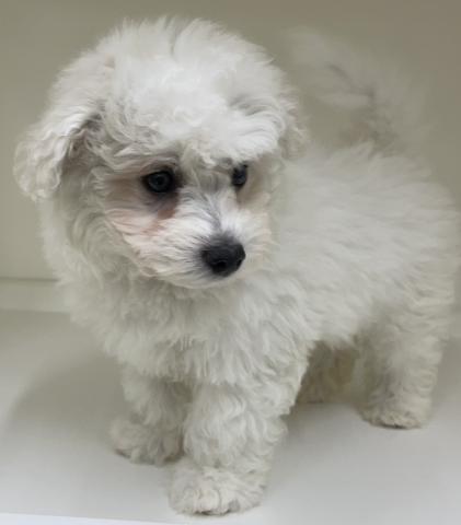 ビションフリーゼ