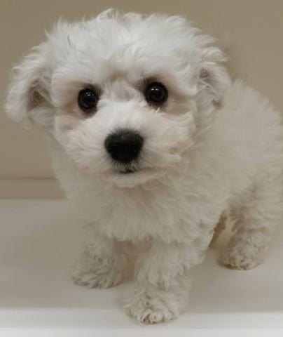 ビションフリーゼ