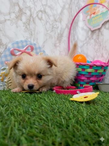 青森県のチワワ(ロング) (ペットアミ 弘前店/2026年1月24日生まれ/女の子/クリーム)の子犬の1枚目の画像