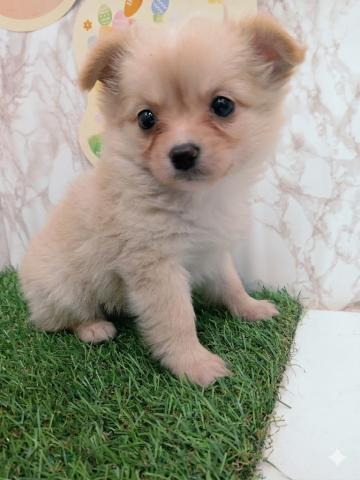 青森県のチワワ(ロング) (ペットアミ 弘前店/2026年1月24日生まれ/女の子/クリーム)の子犬の2枚目の画像