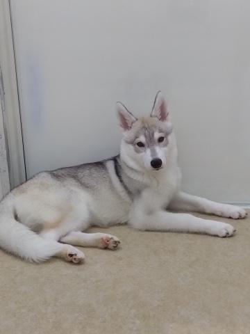 シベリアンハスキー