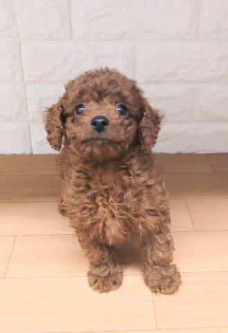 新潟県のトイプードル(トイ) (ペットアミ 小千谷店/2026年1月11日生まれ/男の子/レッド)の子犬の1枚目の画像