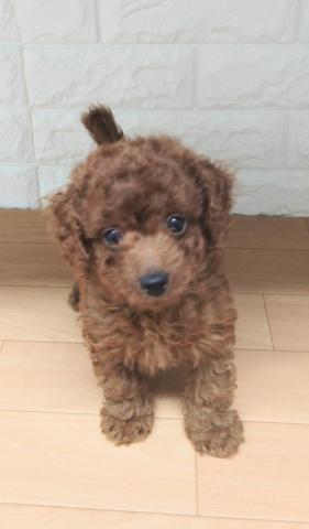 新潟県のトイプードル(トイ) (ペットアミ 小千谷店/2026年1月11日生まれ/男の子/レッド)の子犬の3枚目の画像